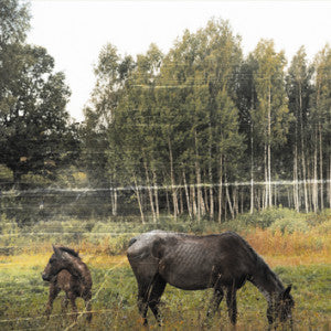 Pianos Become The Teeth : Old Pride (LP, Album, Tra)